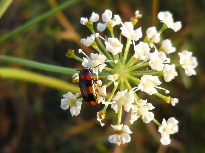 Coptocephala unifasciata - sárgalábú hullóbogár