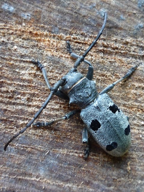 Morimus asper funereus - gyászcincér