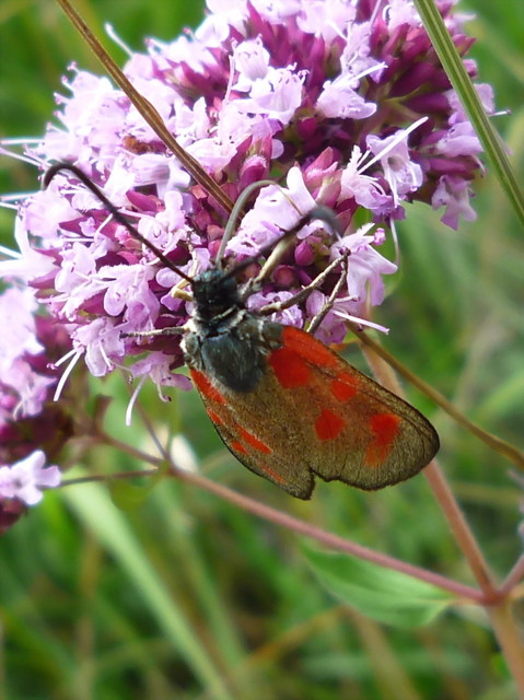 Zygaena loti - közönséges csüngőlepke