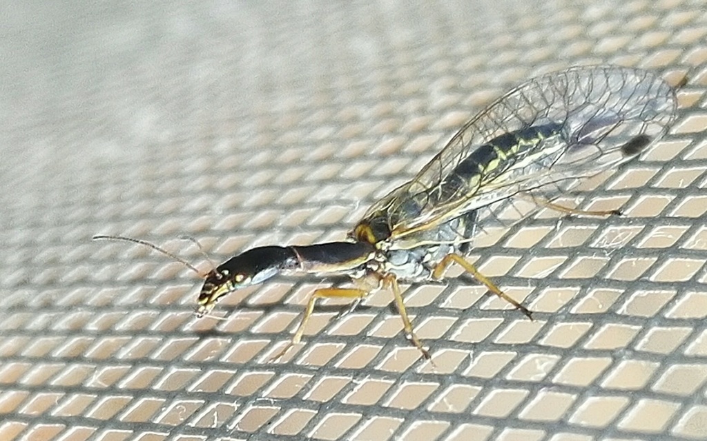 Raphidioptera - Tevenyakú-fátyolkák