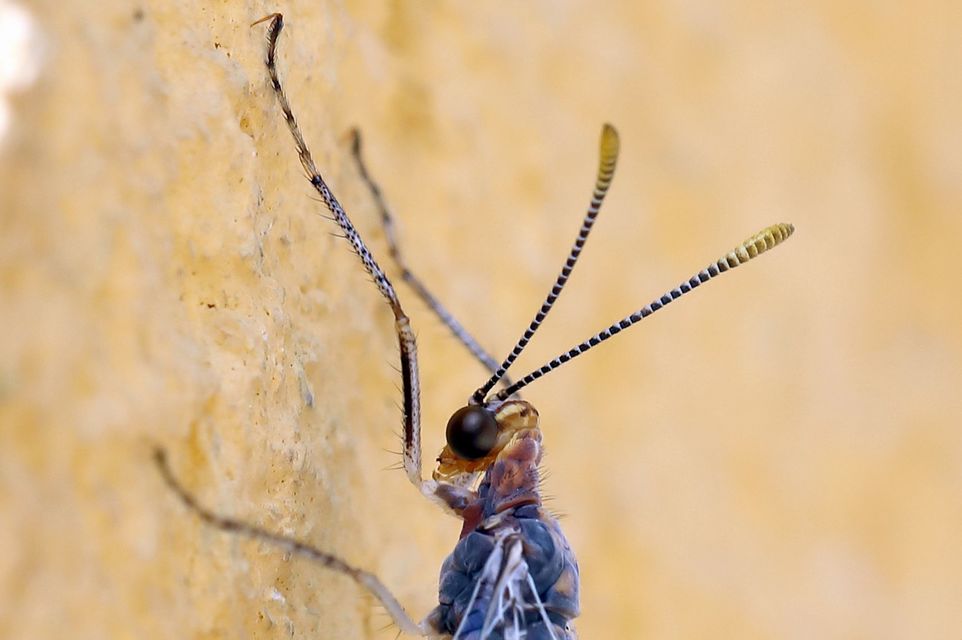 Megistopus flavicornis - kétfoltos hangyaleső