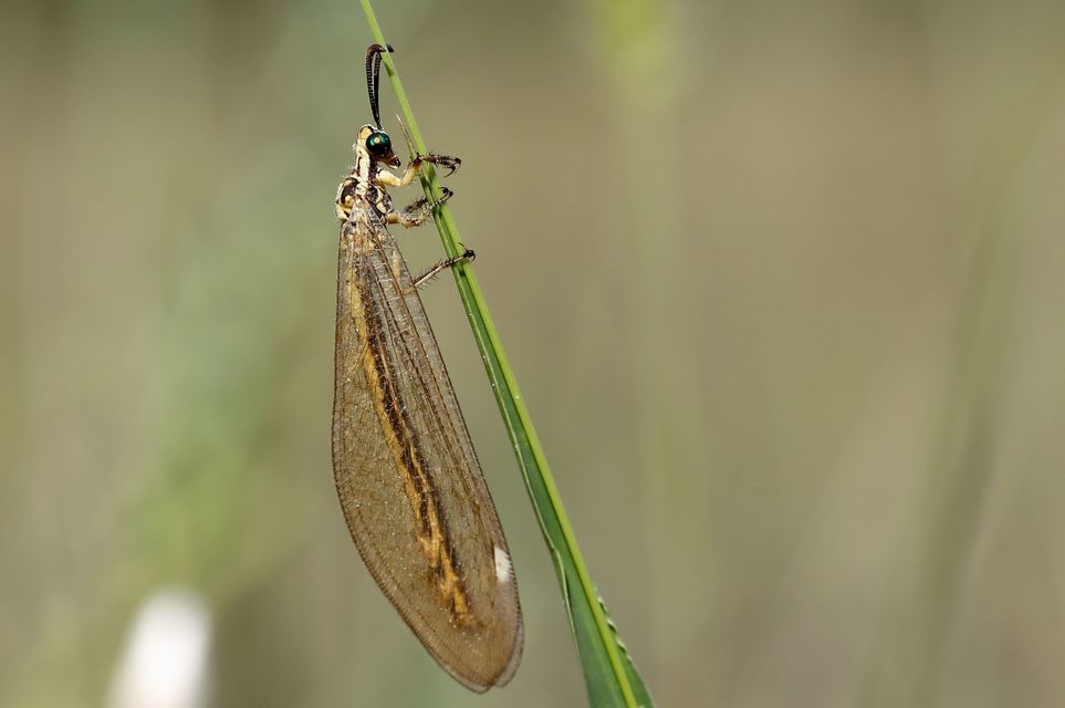 Myrmecaelurus trigrammus - hangyafarkas