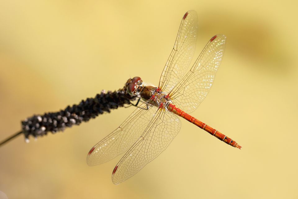 Sympetrum striolatum - harántsávos katona-szitakötő