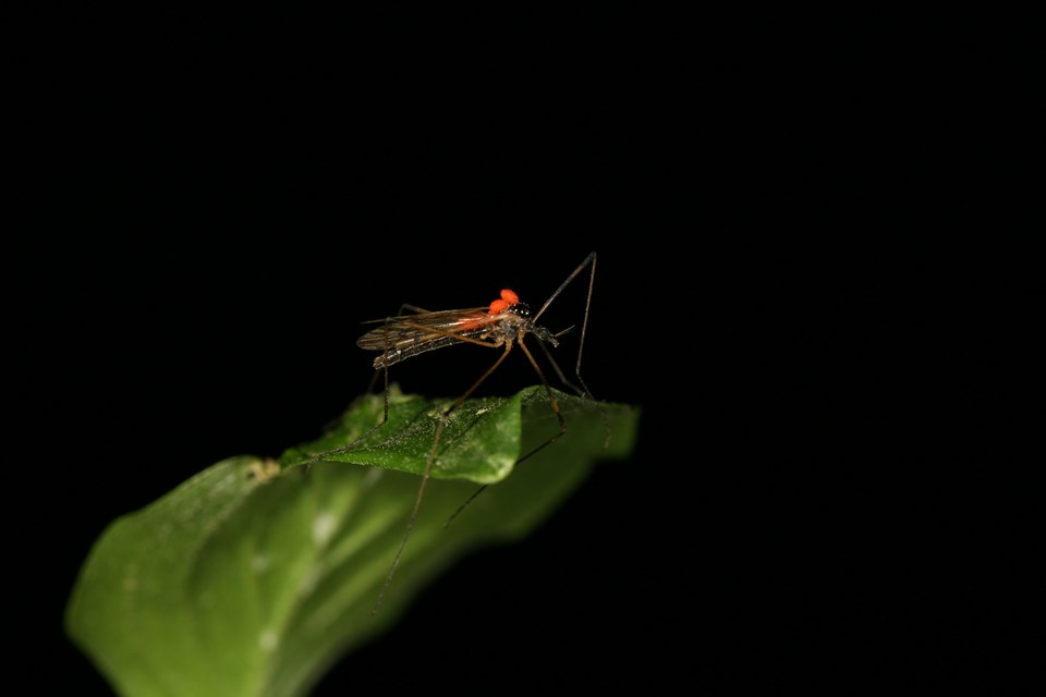 Limoniidae - iszapszúnyogok