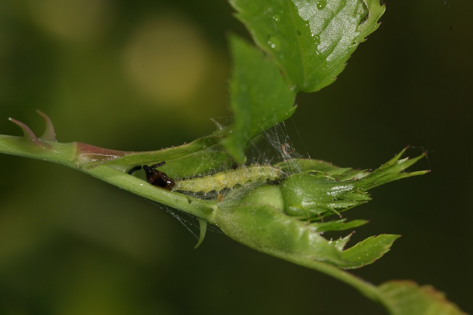 Cnaemidophorus rhododactyla - rózsabogyó-tollasmoly