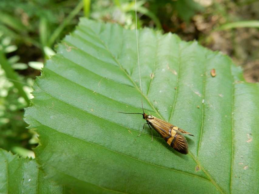 Nemophora degeerella - pompás tőrösmoly