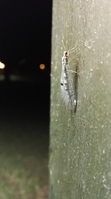 Megistopus flavicornis - kétfoltos hangyaleső