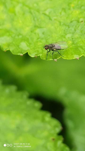 Coenosia agromyzina
