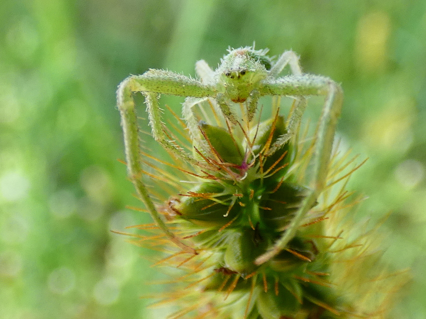 Heriaeus oblongus