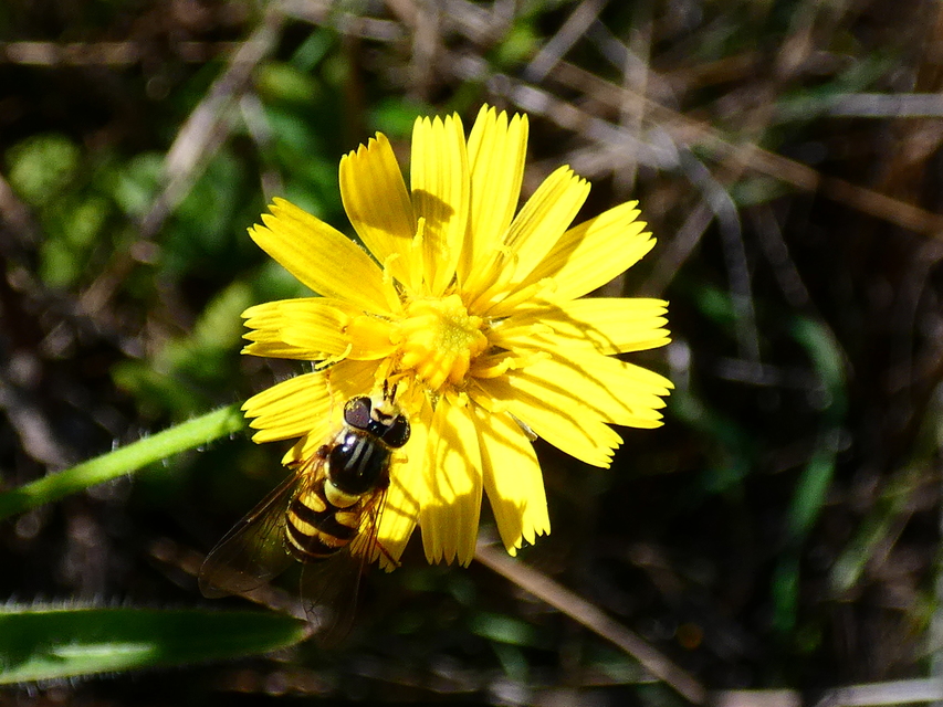 Dasysyrphus albostriatus - csíkoshátú erdeilégy