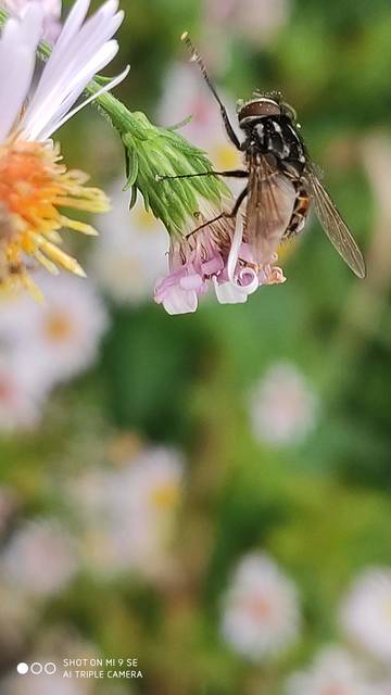 Graphomya maculata