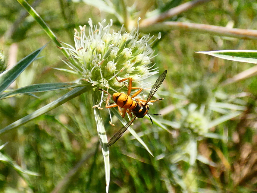 Conops silaceus