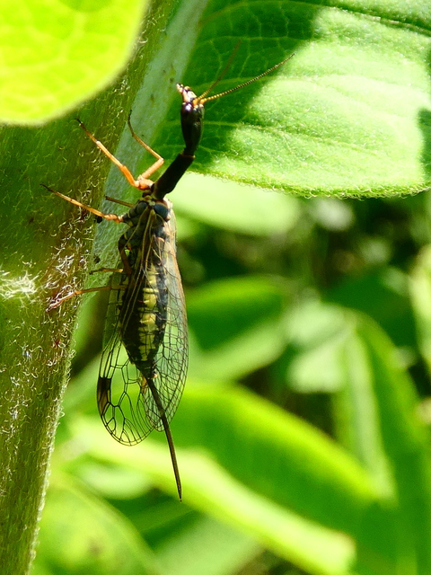 Raphidioptera - Tevenyakú-fátyolkák