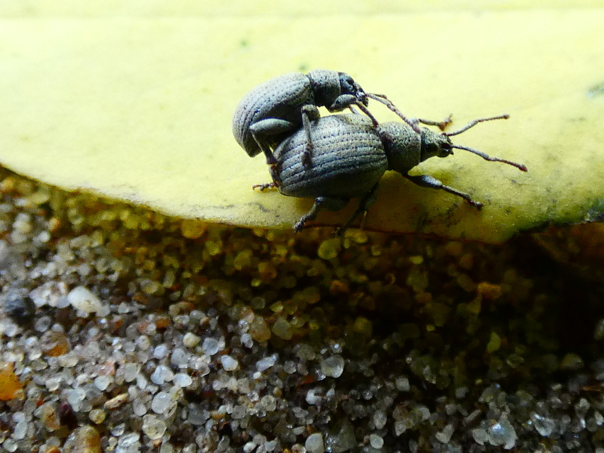 Peritelus familiaris - nagy kendermagbogár