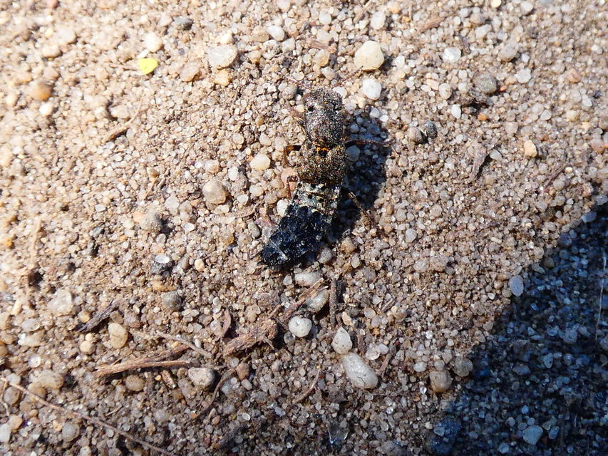 Ontholestes haroldi - sárgatérdű holyva