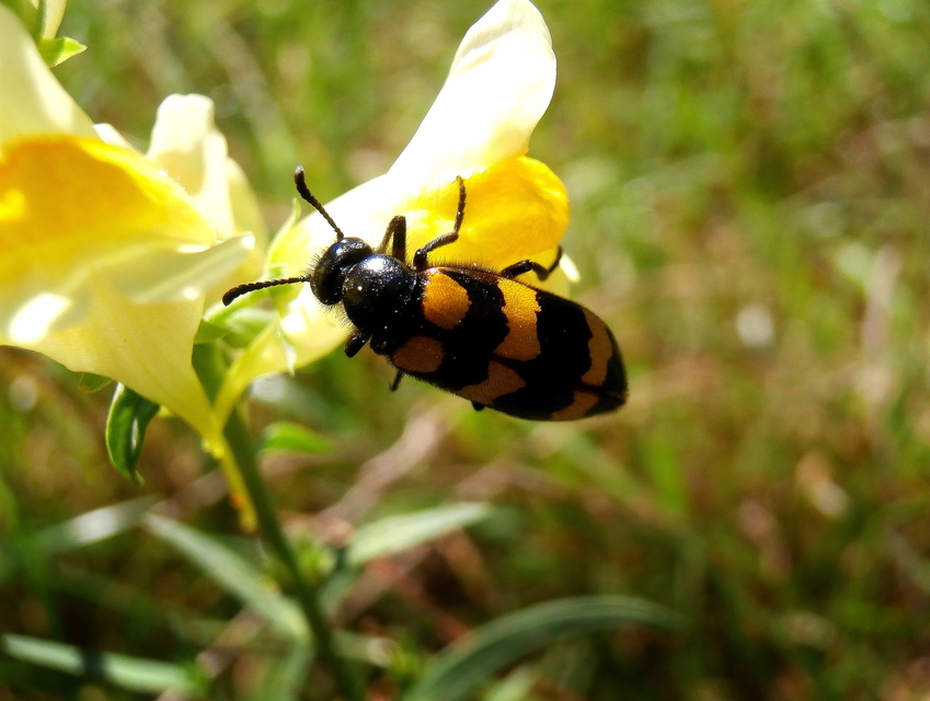 Mylabris variabilis - szalagos hólyaghúzó Mylabris variabilis - szalagos hólyaghúzó