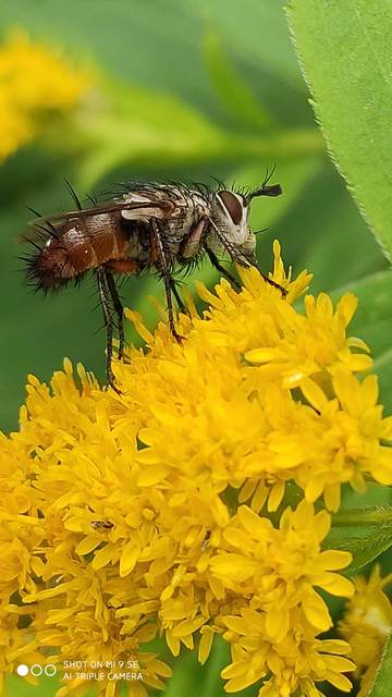 Linnaemya vulpina
