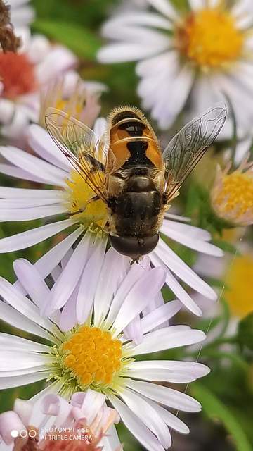 Eristalis arbustorum - fehérarcú herelégy