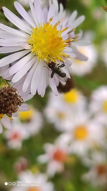 Syritta pipiens - zizegő comboslégy