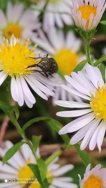 Stomorhina lunata - sáskaparazita légy