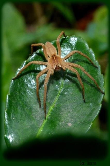 Pisaura mirabilis - csodáspók