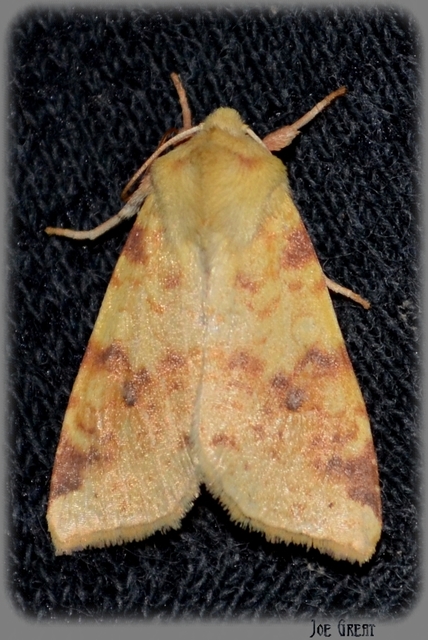 Cirrhia icteritia - nyárfa-sárgabagoly