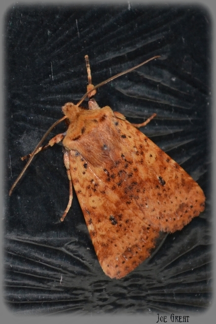 Conistra rubiginea - vörös őszibagoly