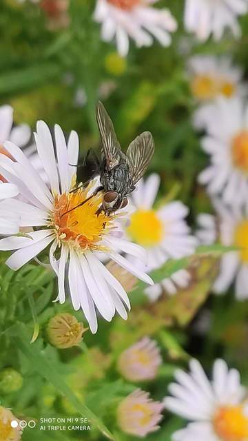 Calliphora