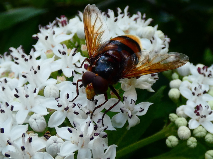 Volucella zonaria - kétöves pihelégy