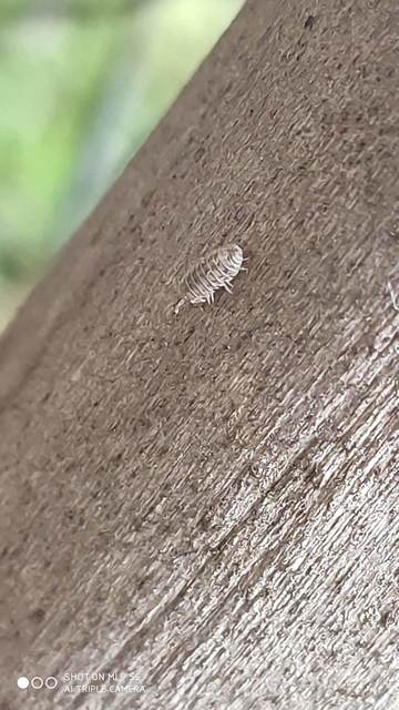 Armadillidium