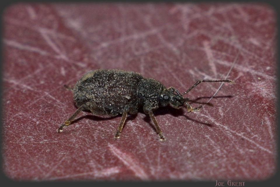 Curculionidae - ormányosbogár-félék