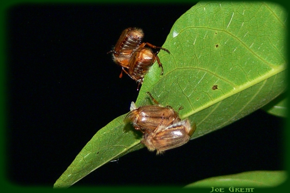 Amphimallon solstitiale - bordás sárgacserebogár