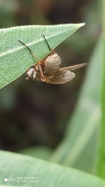 Muscidae - igazi legyek