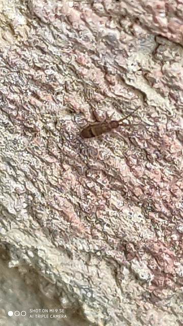 Orchesella cincta
