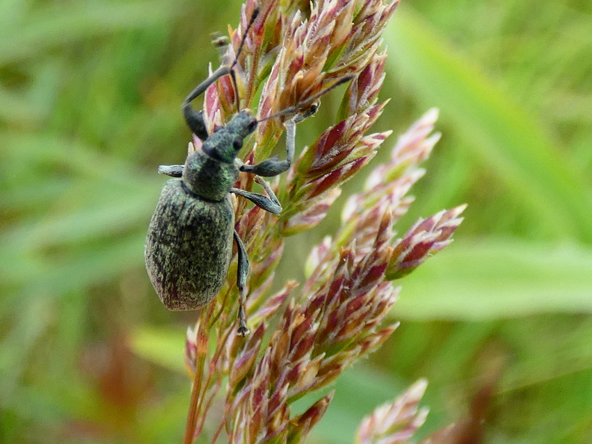 Phyllobius pomaceus - csalán-levélormányos