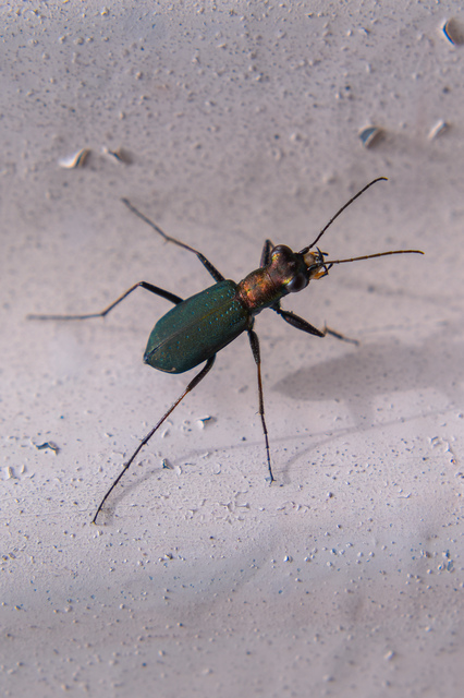 Cylindera germanica - parlagi homokfutrinka
