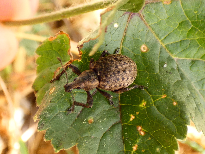 Liophloeus tessulatus - kockás barabolyormányos
