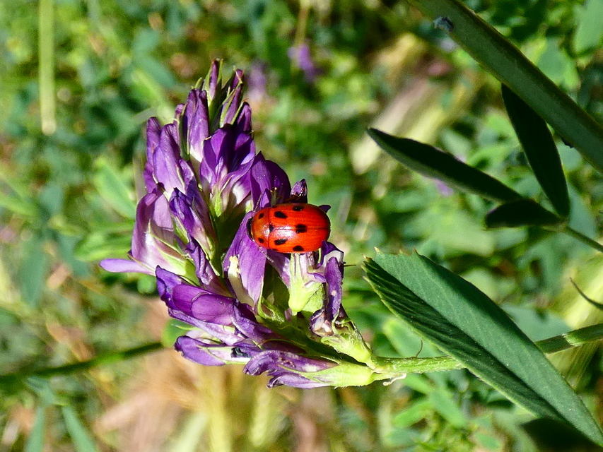 Gonioctena fornicata - közönséges lucernabogár