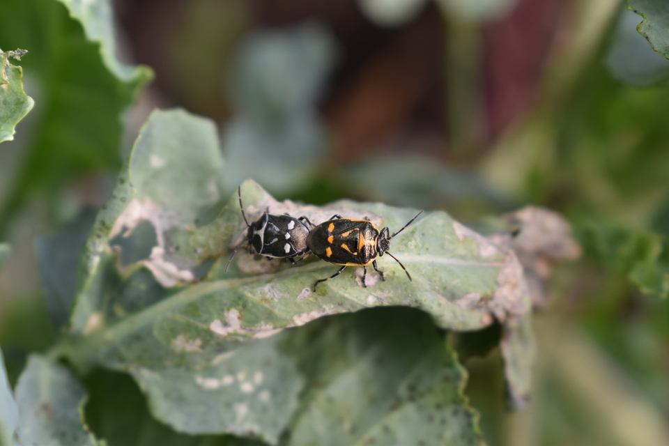 Eurydema oleracea - paréjpoloska Eurydema oleracea - paréjpoloska