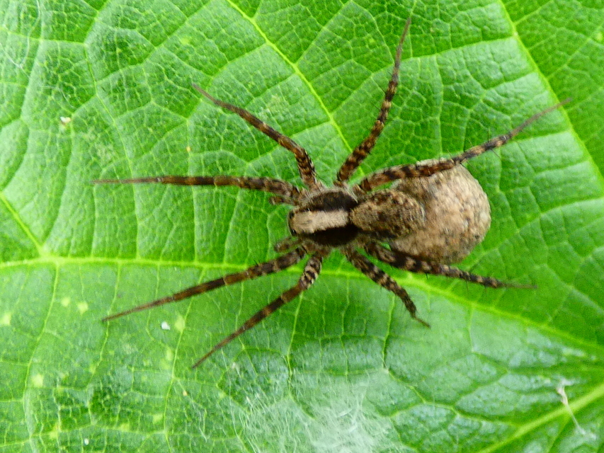 Pardosa alacris/lugubris