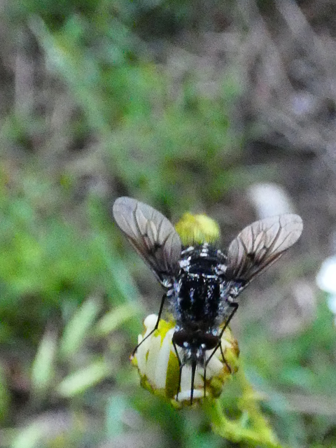 Bombylella atra - ezüstpettyes pöszörlégy