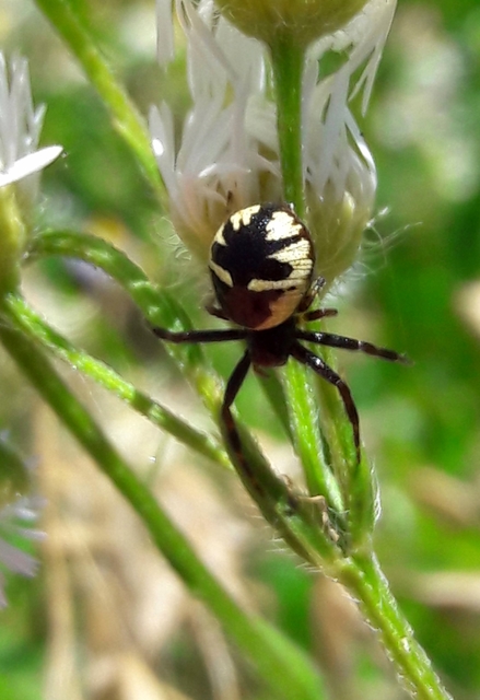 Synema globosum - fekete-sárga karolópók