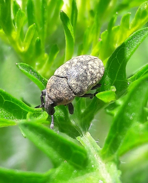 Larinus obtusus - imola-púderbarkó
