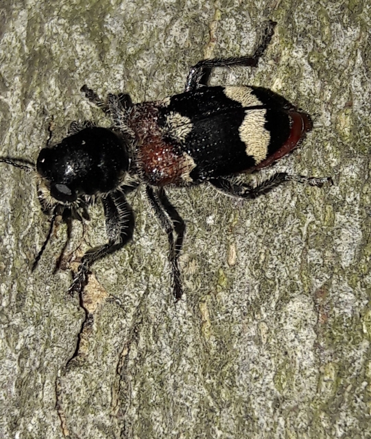 Clerus mutillarius - feketenyakú szúfarkas
