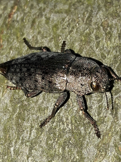 Dicerca berolinensis - bükkfa-díszbogár