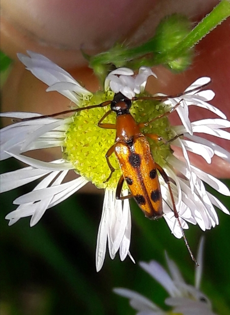 Stenurella septempunctata - hétpettyes karcsúcincér