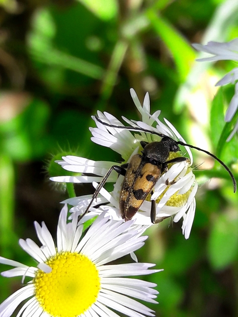 Pachytodes erraticus - rajzos virágcincér