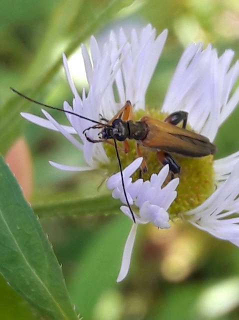 Oedemera podagrariae - székfű-álcincér