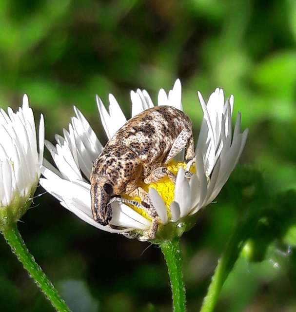 Cyphocleonus dealbatus - márványos barkó