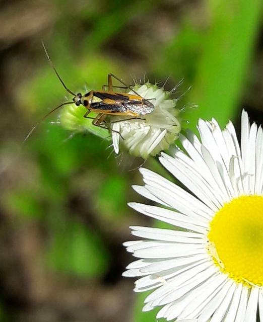 Stenotus binotatus - kétfoltos mezeipoloska